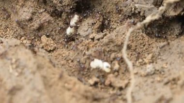 Rahatsız karıncalar onların larva kaydetme