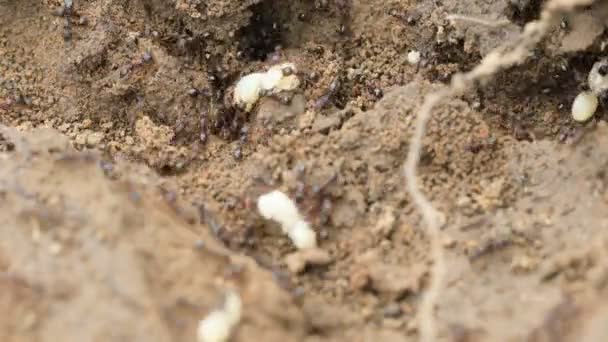 Semut Yang Marah Menggerakkan Larvanya — Stok Video