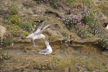 Kuzey Fulmar, Fulmarus glacialis üreme çifti