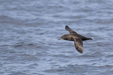 Bir Sooty Shearwater, yelkovan kuşu griseus kayma