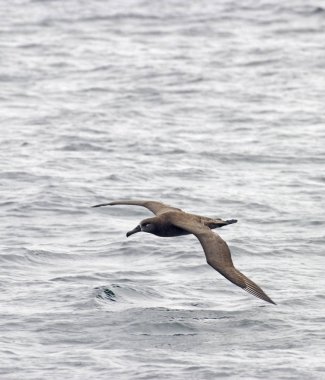 Bir siyah - Ayaklı Albatros, Phoebastria nigripes uçuş dikey