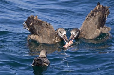 Group Black-footed Albatross, Phoebastria nigripes eating clipart