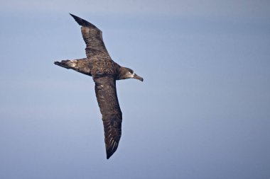 A Black-footed Albatross, Phoebastria nigripes gliding clipart