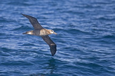 Bir siyah - Ayaklı Albatros, Phoebastria nigripes okyanusun üzerinde kayma
