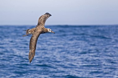 A Black-footed Albatross, Phoebastria nigripes in flight clipart
