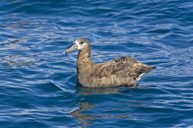 A Black-footed Albatross, Phoebastria nigripes resting on the sea clipart