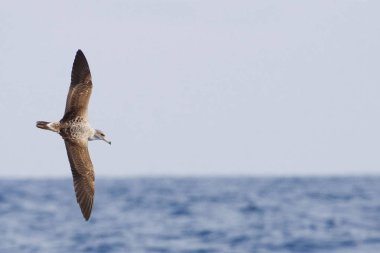 Bir Cory'nin Shearwater, Calonectris borealis, uçuş