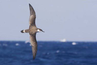 Büyük bir Shearwater, Ardenna gravis deniz üzerinde uçuş