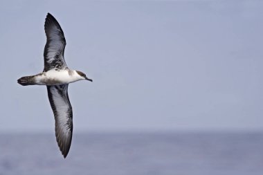 Büyük bir Shearwater, Ardenna gravis yayılmış kanatlı