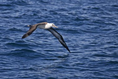 Bir Laysan Albatros, dalgalar üzerinde kayma Phoebastria immutabilis