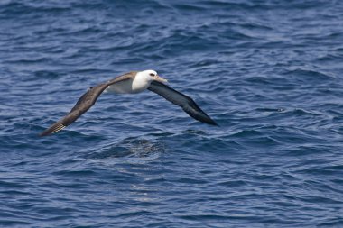 Bir Laysan Albatros, kayma Phoebastria immutabilis