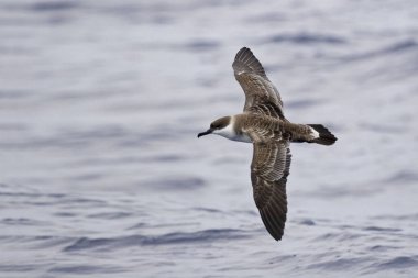 Büyük bir Shearwater, kayma Ardenna gravis