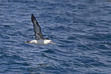 Bir Laysan Albatros, okyanus üzerinde kayma Phoebastria immutabilis