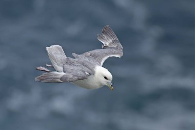 Kuzey Fulmar Fulmarus glacialis arazi içinde