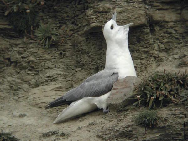 Fulmar Fulmarus Glacialis — 스톡 사진