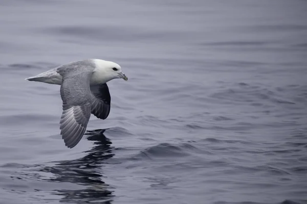 Кочівний Fulmarus Glacialis Ковзаючи Через Хвилі — стокове фото