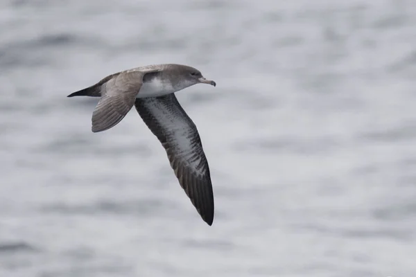 Pink Footed Shearwater Puffinus Creatopus Flight — Stock Photo, Image