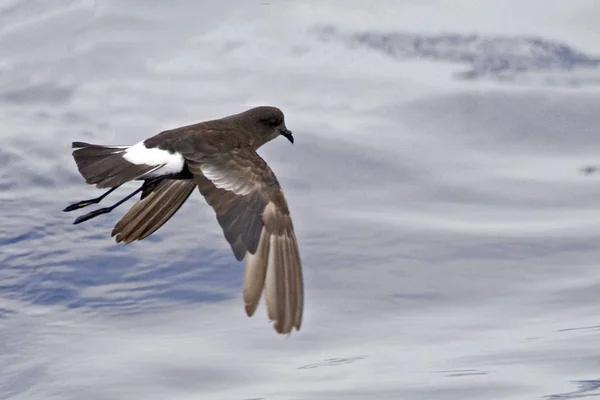 Wilson Storm Petrel Oceanites Oceanicus Flying — Stock Photo, Image