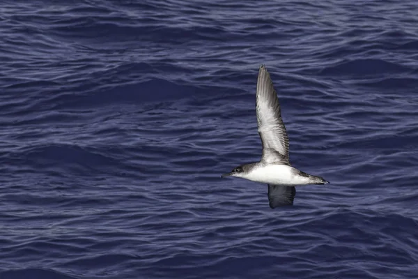 Ένα Yelkouan Shearwater Puffinus Yelkouan Κατά Την Πτήση — Φωτογραφία Αρχείου