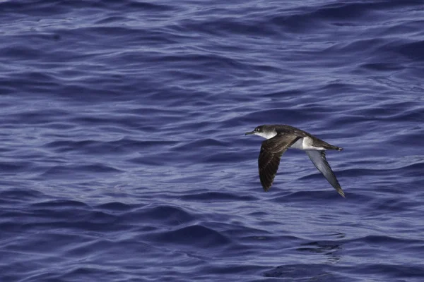 Yelkouan Shearwater Puffinus Yelkouan Voando — Fotografia de Stock