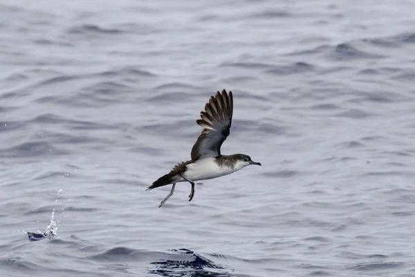 Audubon Shearwater Puffinus Lherminieri Voo — Fotografia de Stock