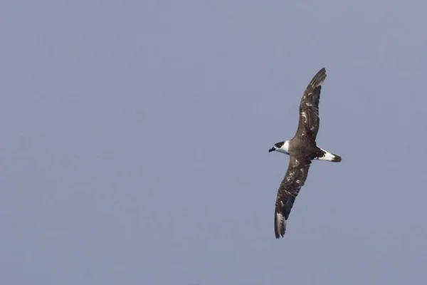 Ein Schwarzkopfsturmvogel Pterodroma Hasitata Fliegt — Stockfoto