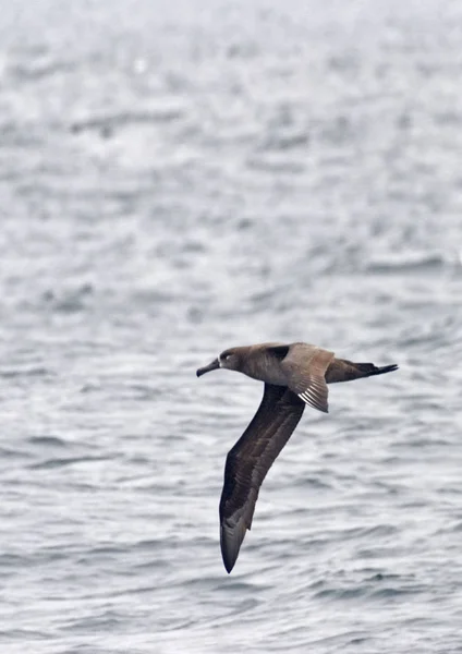Une Verticale Albatros Pieds Noirs Phoebastria Nigripes — Photo