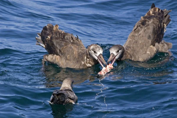 Gruppo Albatross Dai Piedi Neri Phoebastria Negri Mangia — Foto Stock