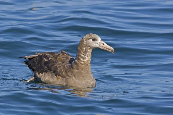 Czarny Stąpający Albatross Nigripes Phoebastria Nad Morzem — Zdjęcie stockowe