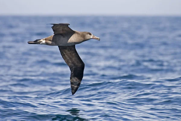 Albatroz Pés Negros Phoebastria Nigripes Deslizando Acima Mar — Fotografia de Stock