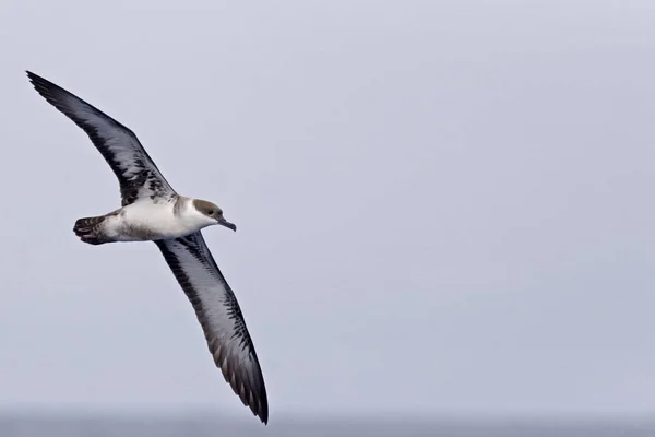 Great Shearwater Ardenna Gravis Flying — Stock Photo, Image