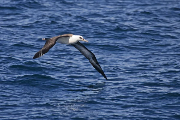 Laysan Albatross Phoebastria Immutabilis Scivolando Sulle Onde — Foto Stock