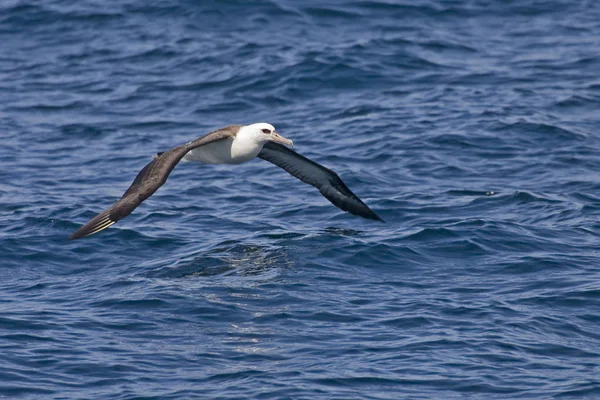 Albatros Laysan Phoebastria Inmutabilis Deslizándose — Foto de Stock