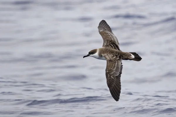 Grande Shearwater Gravis Ardenna Deslizando — Fotografia de Stock