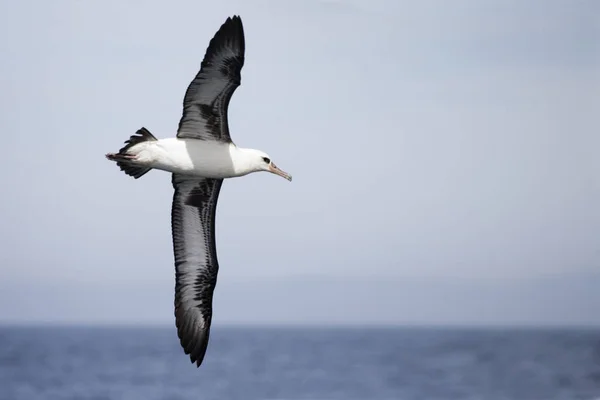 Laysan Albatrosz Phoebastria Immutabilis Szárnyak Elterjedt — Stock Fotó