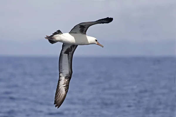 Albatros Laysan Phoebastria Inmutabilis Deslizándose Sobre Mar — Foto de Stock