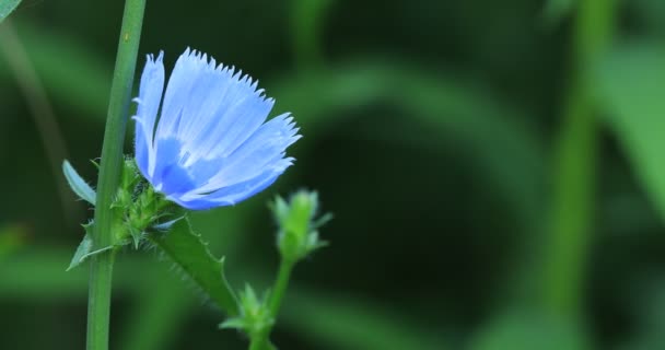 Achicoria Cichorium Intybus Flor Azul Carretera — Vídeo de stock