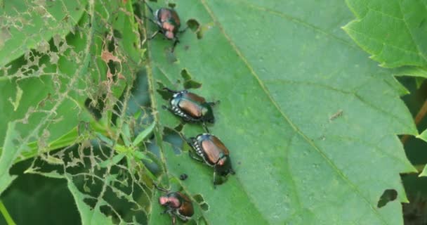 日本のカブトムシは Popillia Japonica 侵襲性と北アメリカ で破壊 — ストック動画