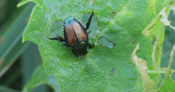 Maggiolino Giapponese Popillia Japonica Invasivo Distruttivo Nord America — Video Stock