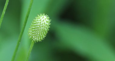 Yeşil bir arka plan karşı 4 k oynar kafa, iğneli tohum