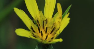 Sarı Goatsbeard, küçük böcekler çiçeği 4k ile Tragopogon dubius