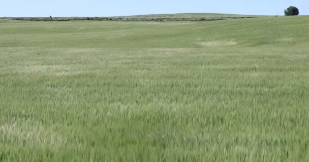 Campo Avena Ondulación Viento — Vídeos de Stock