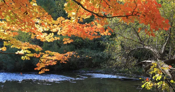 View of Colorful fall scene by a small creek