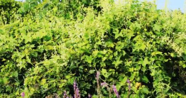 Japon Knotweed, Fallopia japonica, invaziv bir türler 4k 