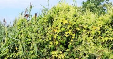 Japon Knotweed, Fallopia japonica, çok invaziv türler 4k 