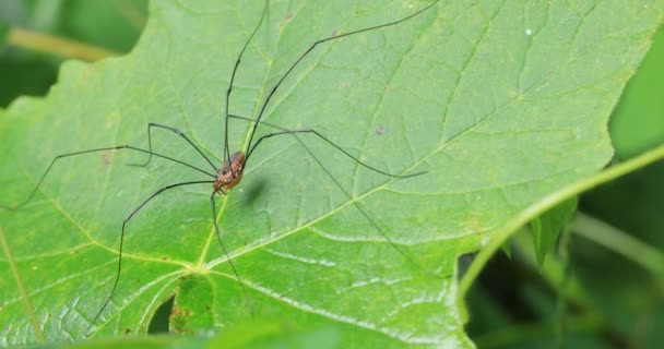 Erntehelfer Spinne Auf Einem Blatt — Stockvideo