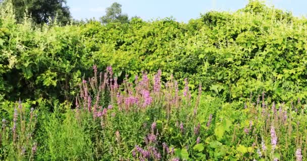 Invasive Arten Japanischer Knöterich Fallopia Japonica Und Purpurroter Löwenzahn Lythrum — Stockvideo