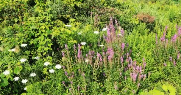 Espécies Invasoras Purple Loosestrife Lythrum Salicaria — Vídeo de Stock