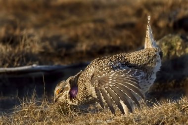 A Sharp-Tailed Grouse, Tympanuchus phasianellus, displaying clipart