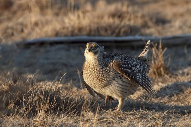 A Sharp-Tailed Grouse, Tympanuchus phasianellus, in a meadow clipart